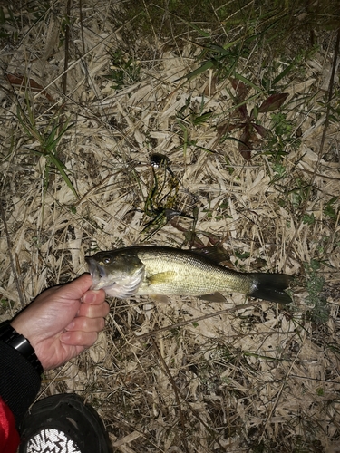 ラージマウスバスの釣果