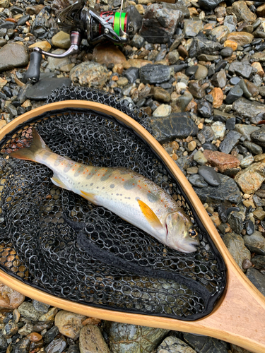 アマゴの釣果