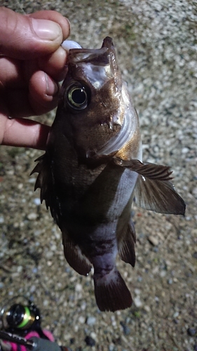 メバルの釣果