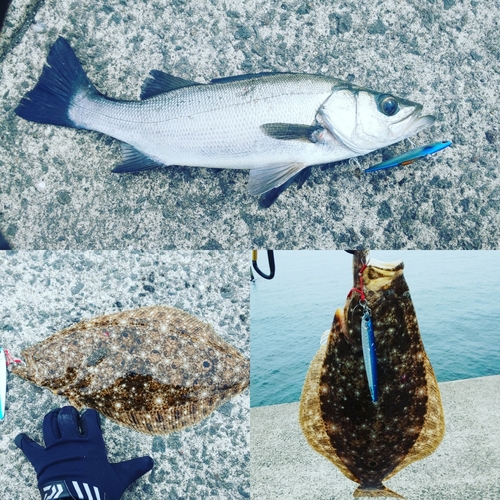 ヒラメの釣果