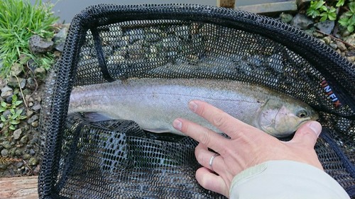 ニジマスの釣果