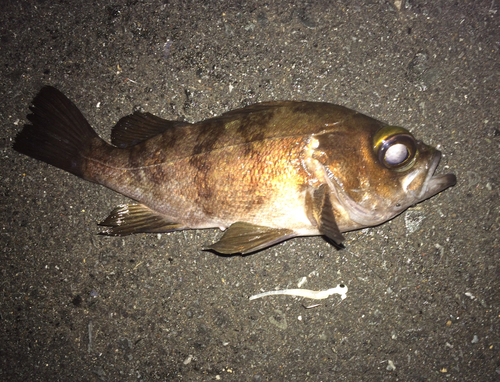 メバルの釣果