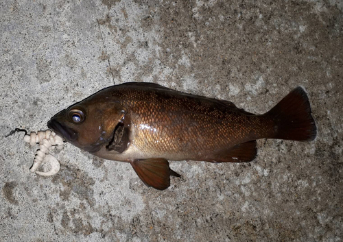 エゾメバルの釣果