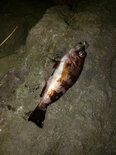 シロメバルの釣果