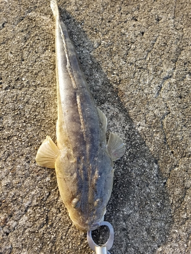 マゴチの釣果