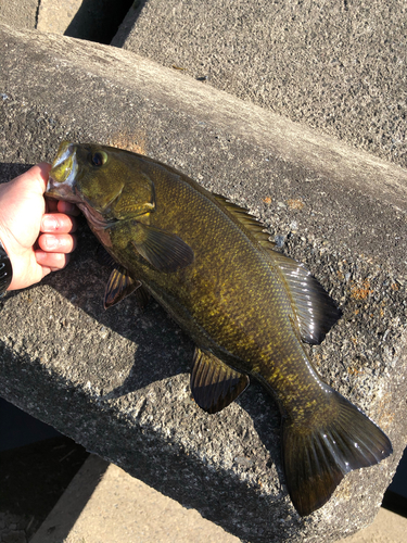 スモールマウスバスの釣果