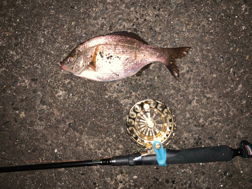 ウミタナゴの釣果