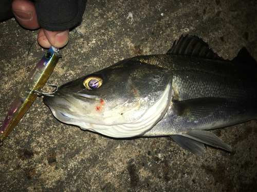 スズキの釣果