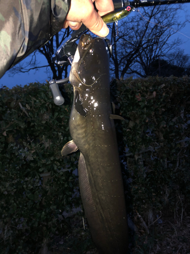 ナマズの釣果