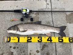 マルタウグイの釣果