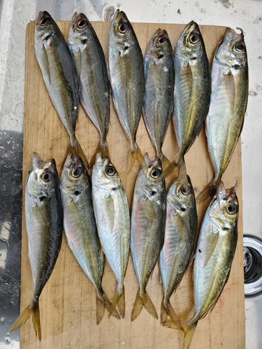 アジの釣果