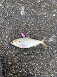 コノシロの釣果