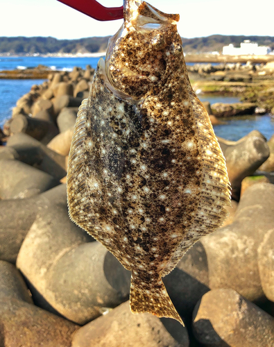 ソゲの釣果