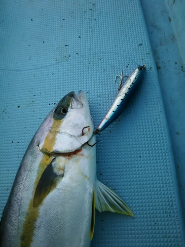 ヒラスの釣果