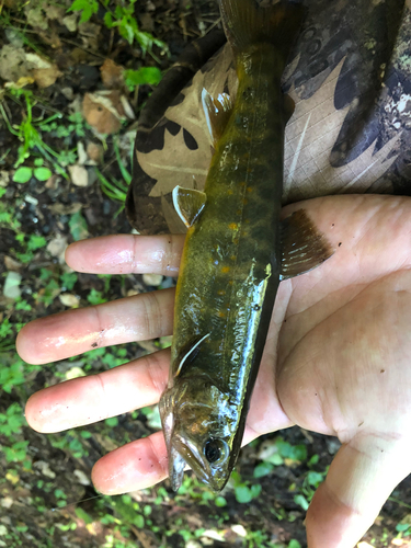 ヤマトイワナの釣果