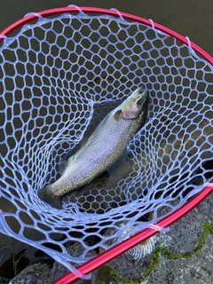 トラウトの釣果