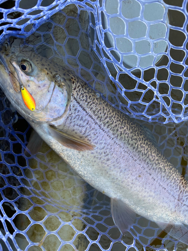 トラウトの釣果