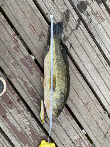 ブラックバスの釣果