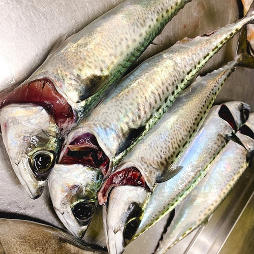 ゴマサバの釣果