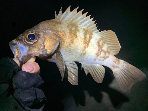 メバルの釣果