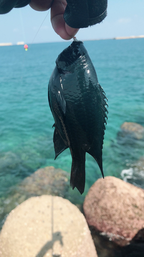 クロスズメダイの釣果