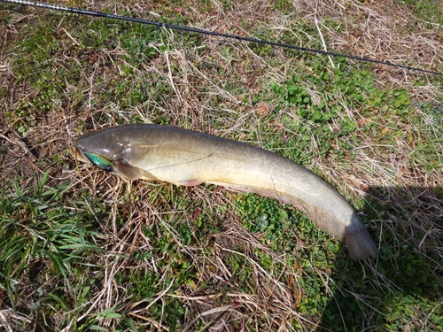 ナマズの釣果