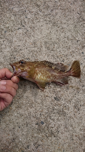 カサゴの釣果