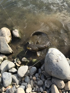 アメリカナマズの釣果