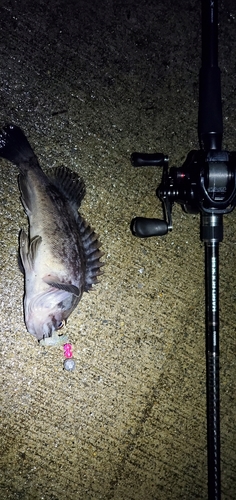 クロソイの釣果