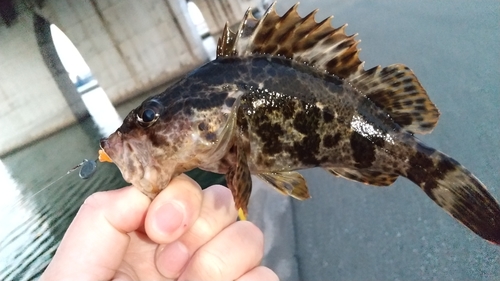 タケノコメバルの釣果