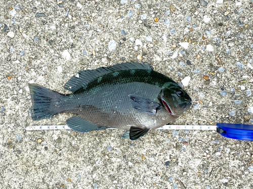 メジナの釣果