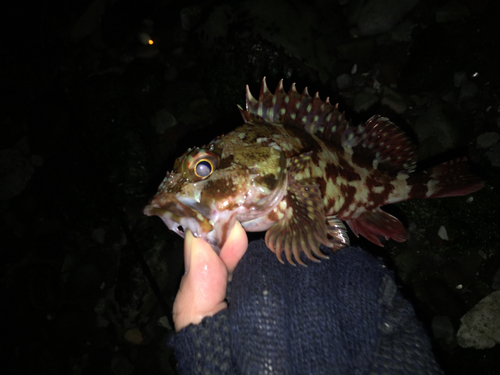 カサゴの釣果