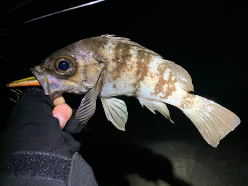 メバルの釣果