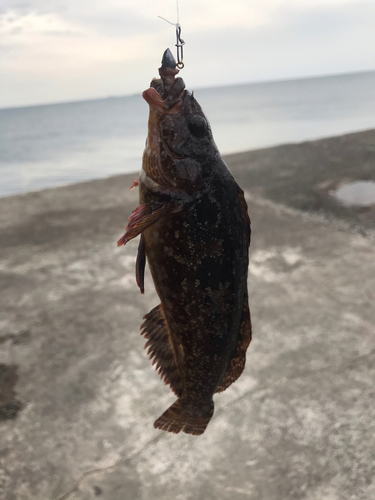 アイナメの釣果