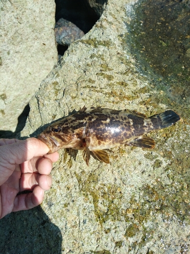 タケノコメバルの釣果