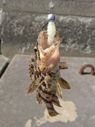 タケノコメバルの釣果