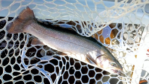 ブラウントラウトの釣果