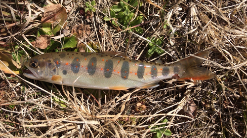 アマゴの釣果