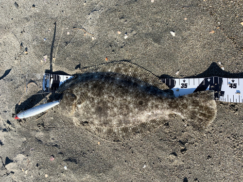 ヒラメの釣果