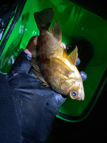 シロメバルの釣果