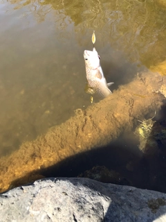 イワナの釣果