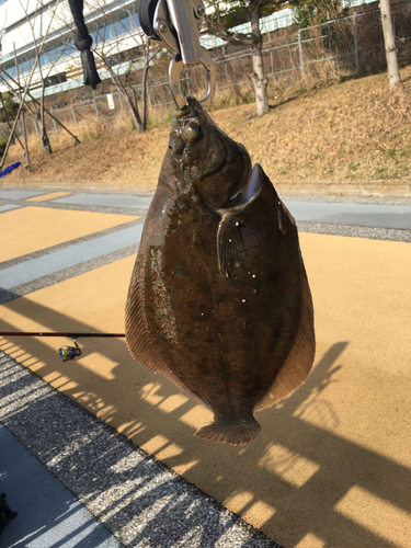 カレイの釣果