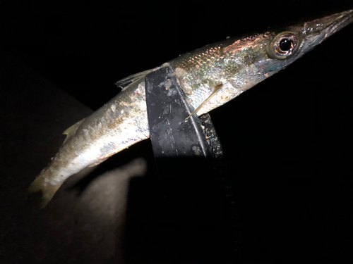 カマスの釣果