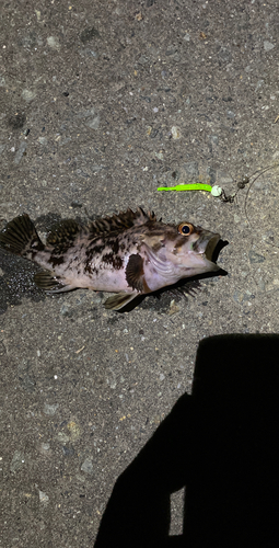 ムラソイの釣果