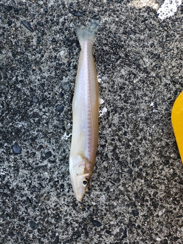 シロギスの釣果