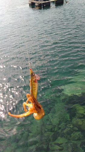 タコの釣果