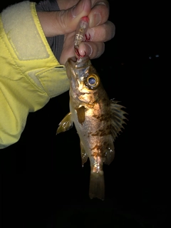 メバルの釣果