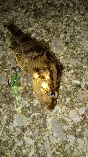 タケノコメバルの釣果