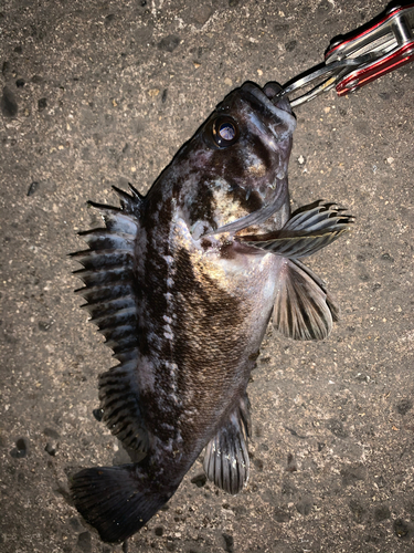 タケノコメバルの釣果