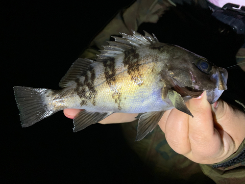 シロメバルの釣果